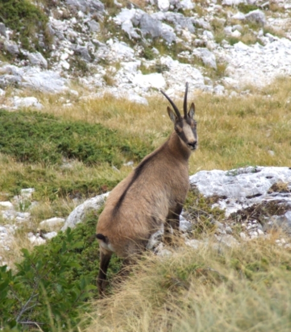 Camoscio d''Abruzzo Rupicapra pyrenaica ornata